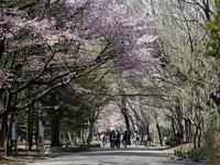 北海道:円山公園