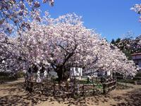 北海道:光善寺の血脈桜