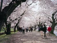 東北：弘前公園