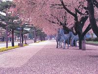 東北：官庁街通りの桜