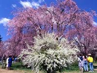 東北:米内浄水場のしだれ桜