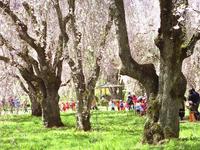 東北:米内浄水場のしだれ桜