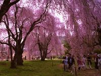 東北:米内浄水場のしだれ桜