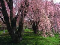 東北:米内浄水場のしだれ桜
