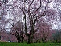 東北:米内浄水場のしだれ桜