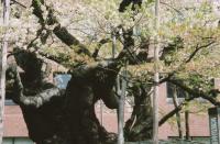 東北:石割桜