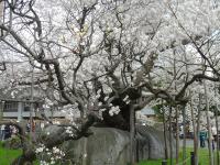 東北:石割桜