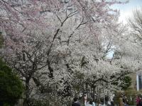 東北:石割桜