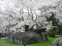 東北:石割桜