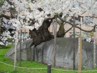 東北:石割桜