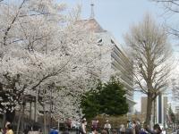東北:石割桜