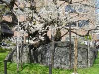 東北:石割桜