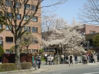 東北:石割桜
