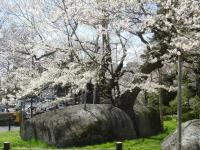 東北:石割桜