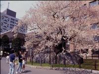 東北:石割桜
