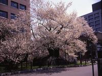 東北:石割桜
