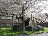 東北:石割桜