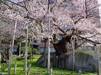 東北:石割桜
