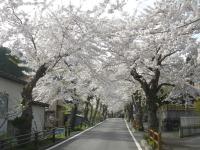 東北：本郷の桜並木