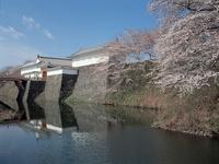 東北：霞城大手門の桜