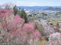 東北：花見山公園