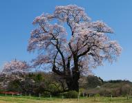 東北；塩ノ崎の大桜