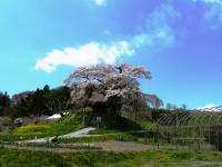 東北：不動桜
