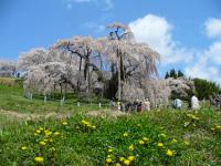 東北：三春滝桜