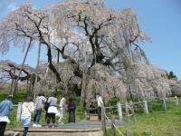 東北：三春滝桜