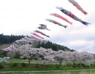 夏井川千本桜