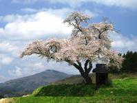 小沢の桜