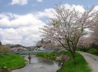 大滝根河畔の桜並木