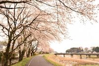 東北：久慈川河川敷の桜並木