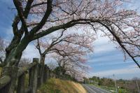 関東:かみね公園・平和通り