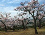 関東:かみね公園・平和通り