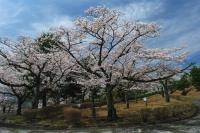 関東:かみね公園・平和通り