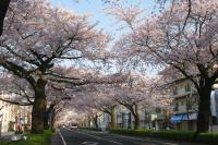 関東:かみね公園・平和通り