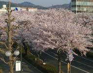 関東:かみね公園・平和通り