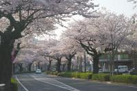 関東:かみね公園・平和通り