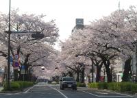 関東:かみね公園・平和通り