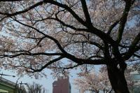 関東:かみね公園・平和通り
