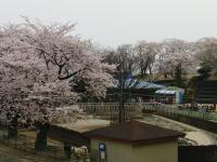 関東:かみね公園・平和通り
