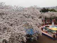 関東:かみね公園・平和通り