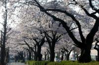 関東:かみね公園・平和通り