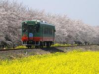 関東:桜・菜の花街道
