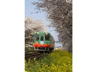 関東:桜・菜の花街道