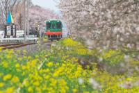 関東:桜・菜の花街道