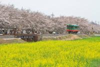 関東:桜・菜の花街道