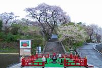 関東:慈光寺の桜