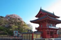 関東:慈光寺の桜
